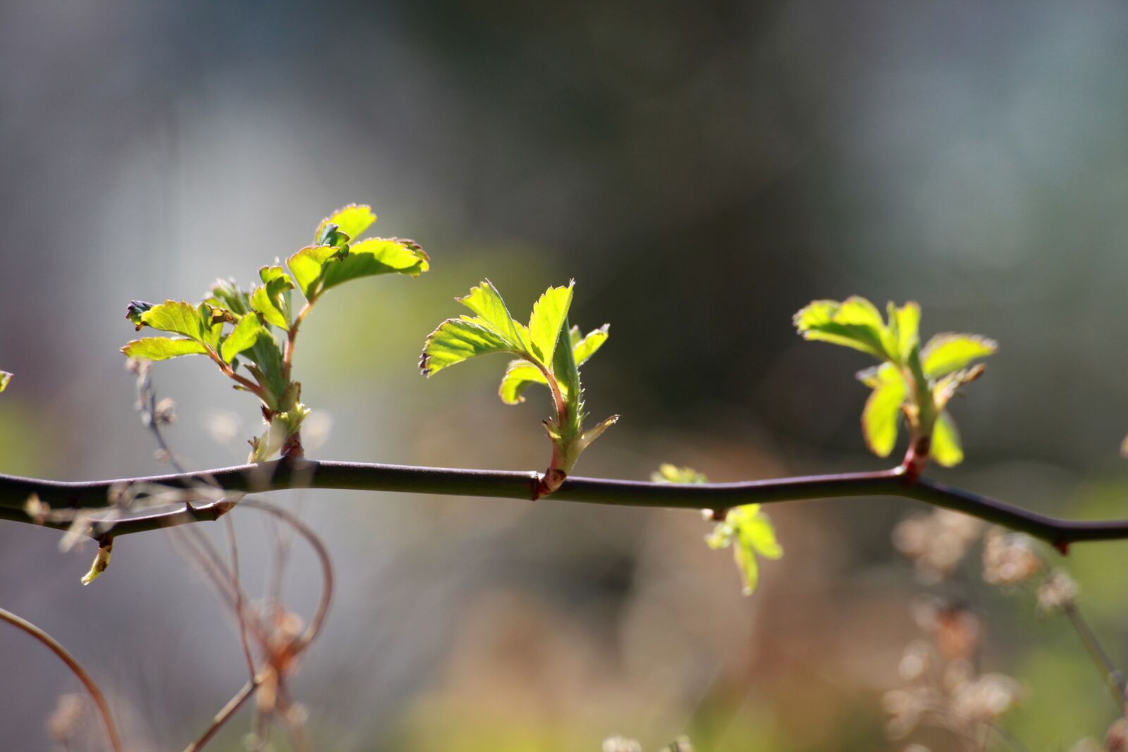 Canon EOS 5D Mark II sample photo. Spring, bud, abstract photography