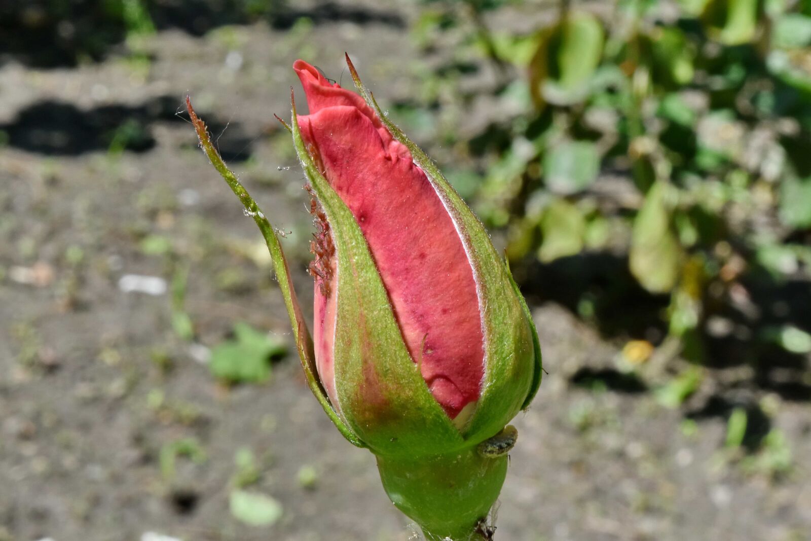 Nikon D5500 sample photo. Caterpillar, flower garden, sunshine photography