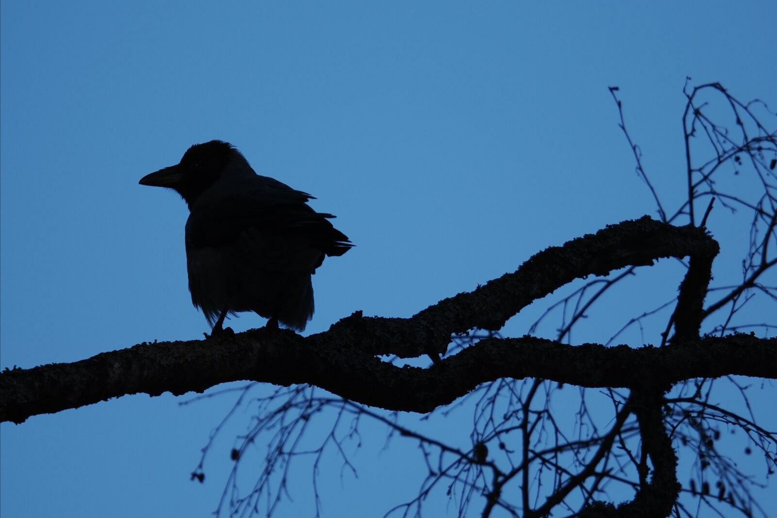 Olympus M.Zuiko Digital ED 150-600mm F5.0-6.3 sample photo. Silhouette bird photography