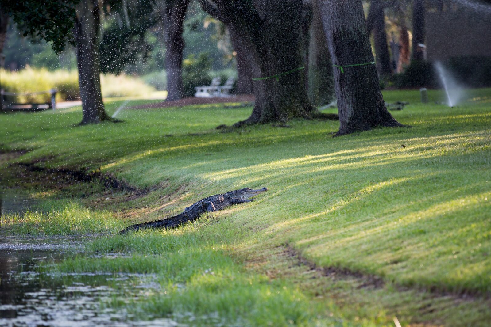 Canon EF 70-200mm F2.8L IS II USM sample photo. Hilton head, alligator, sea photography