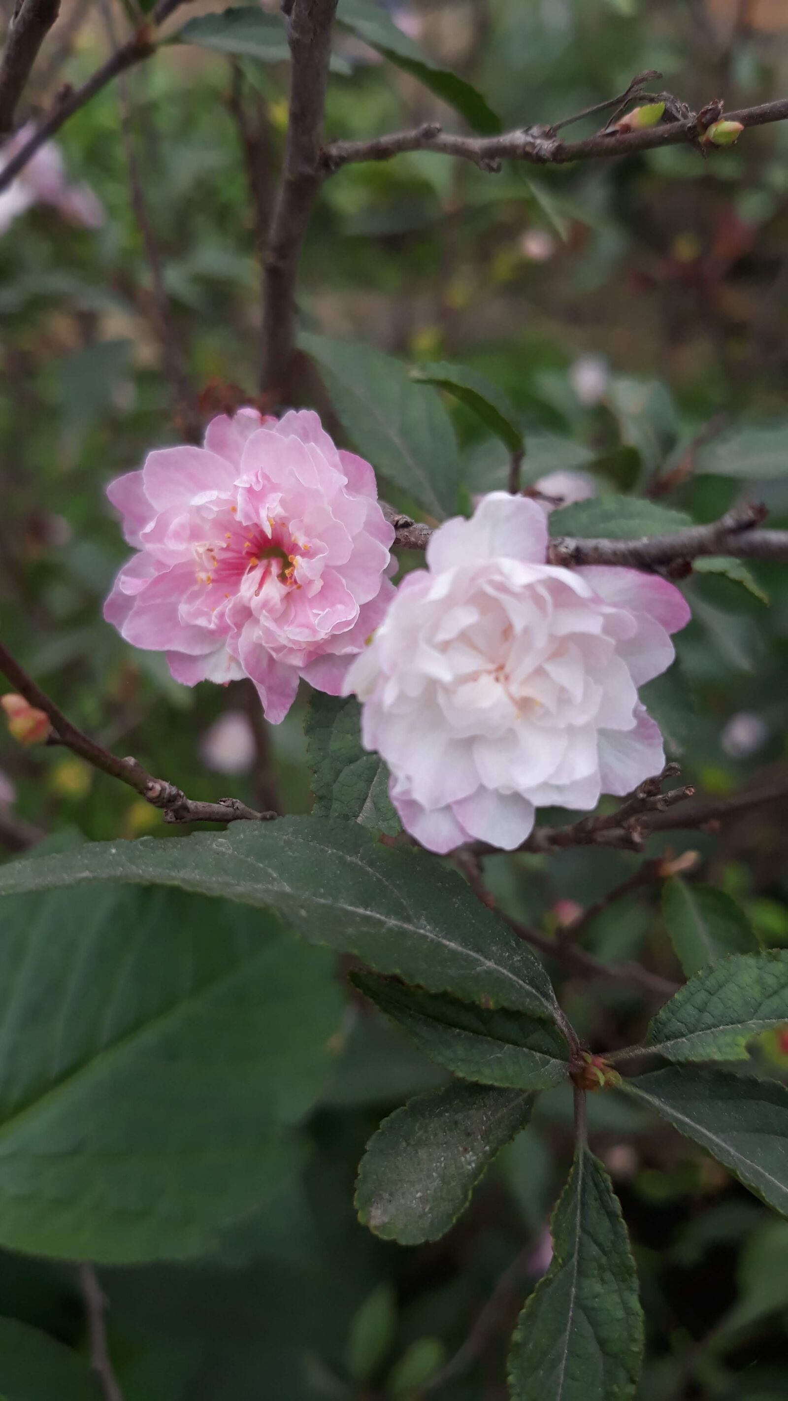 Samsung Galaxy J7 Pro sample photo. Apricot flowers, hoa, white photography