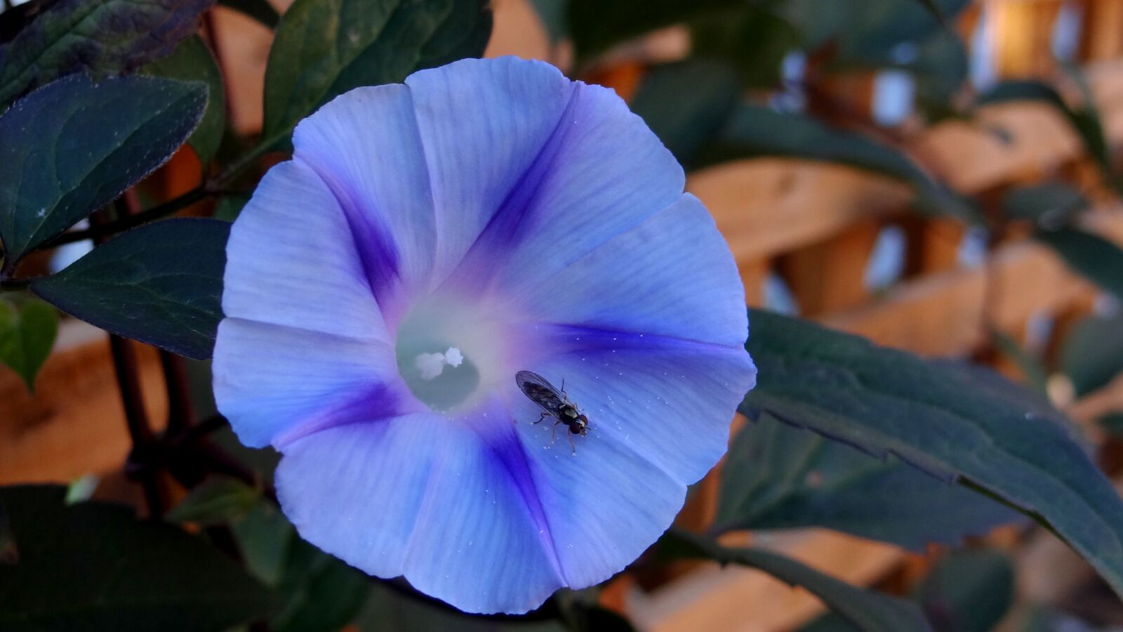 Sony Cyber-shot DSC-HX100V sample photo. Morning glory, blue, spring photography