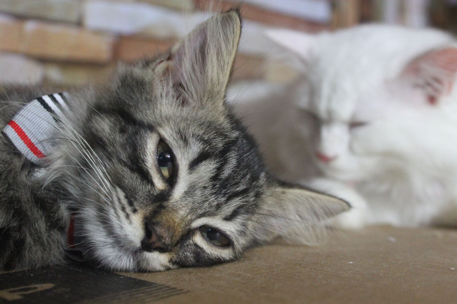 Canon EOS 1100D (EOS Rebel T3 / EOS Kiss X50) sample photo. Kitty, cat, domestic cat photography