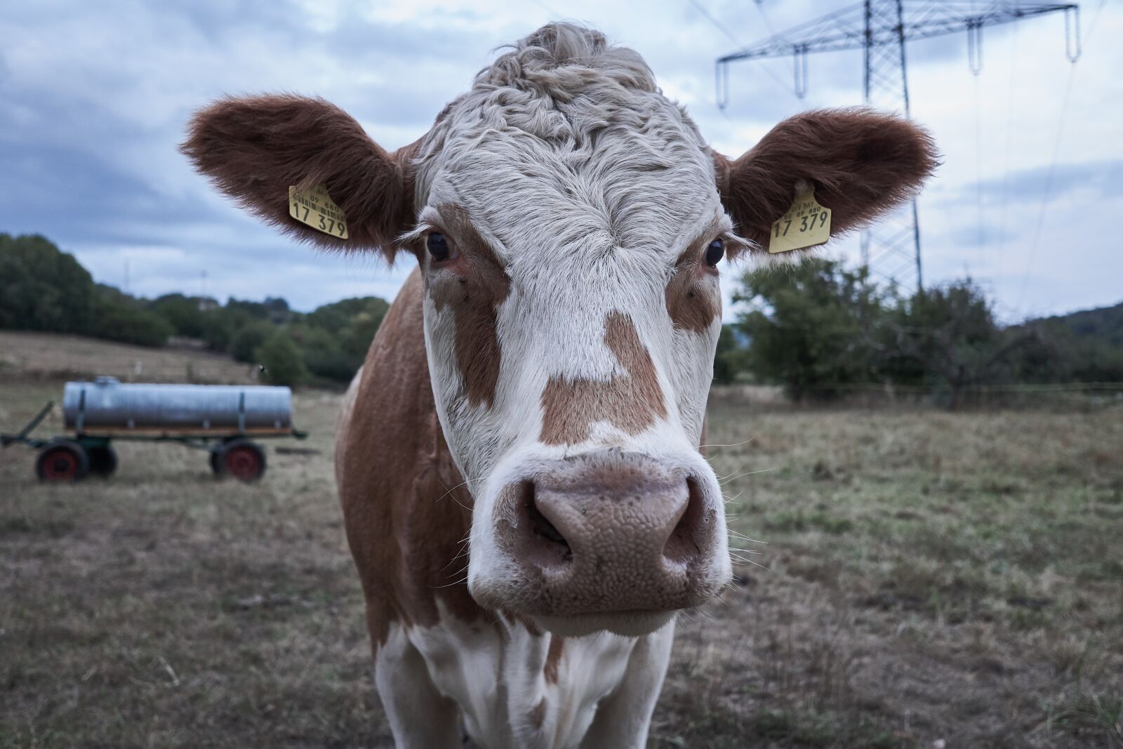 Sigma 19mm F2.8 EX DN sample photo. Cow, pasture, animal photography