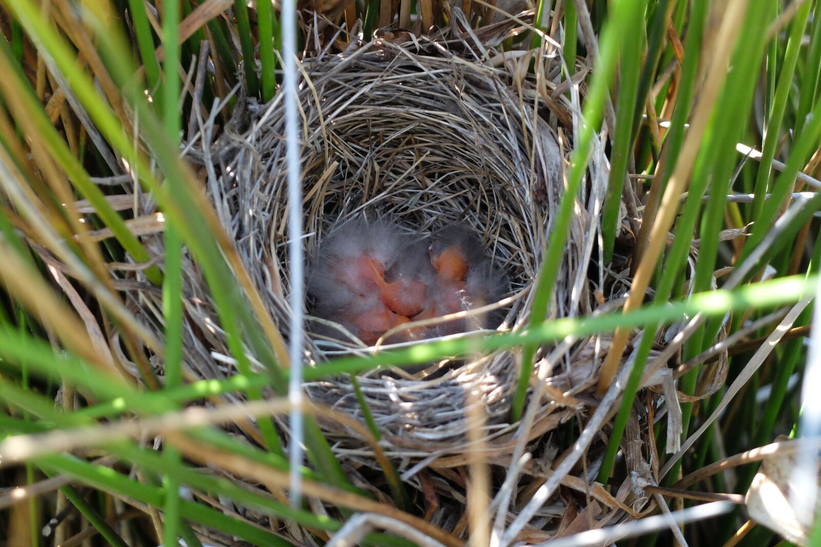 Fujifilm X20 sample photo. Nest, birds, bird nest photography