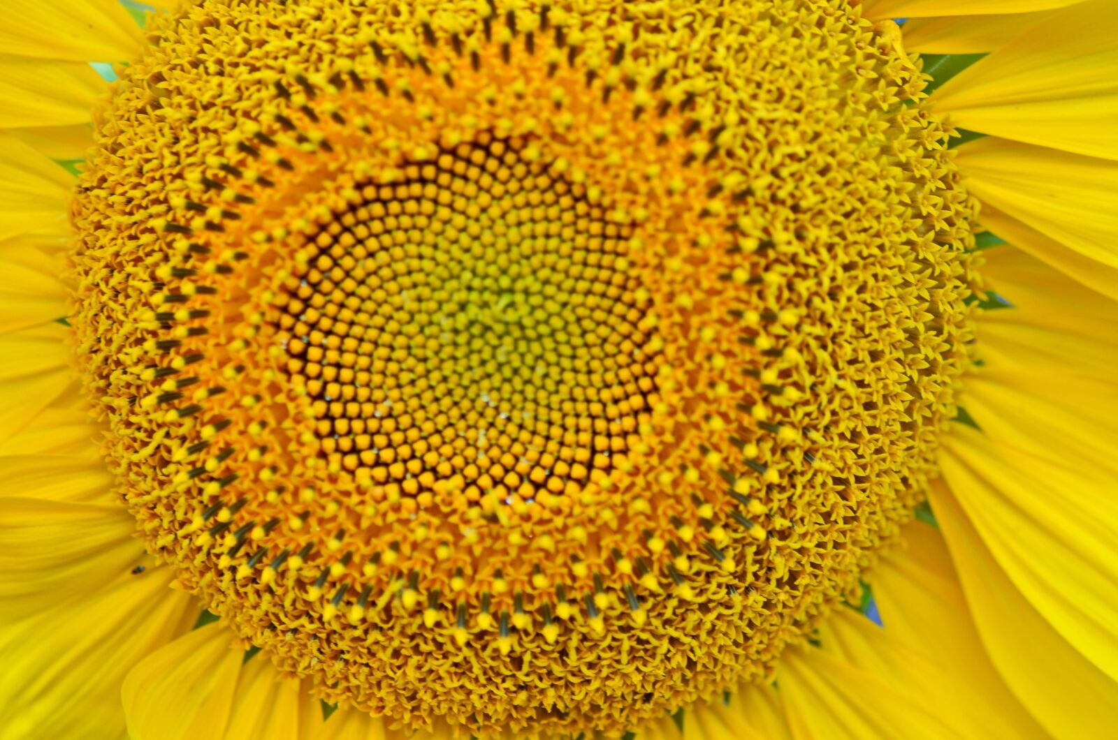Nikon D5100 sample photo. Sunflower, summer, yellow photography