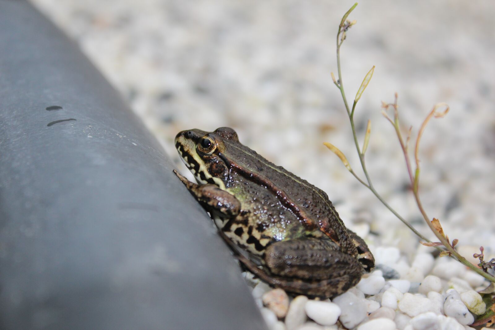 Canon EOS 600D (Rebel EOS T3i / EOS Kiss X5) sample photo. Frog pond, frog, water photography