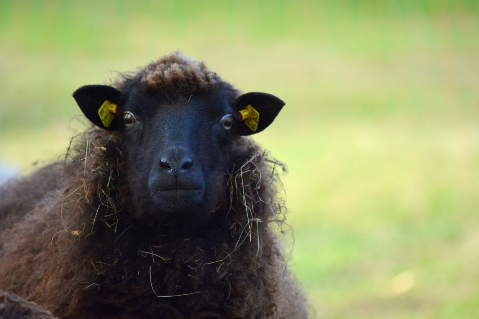 Nikon D7100 sample photo. Nature, animals, sheep photography