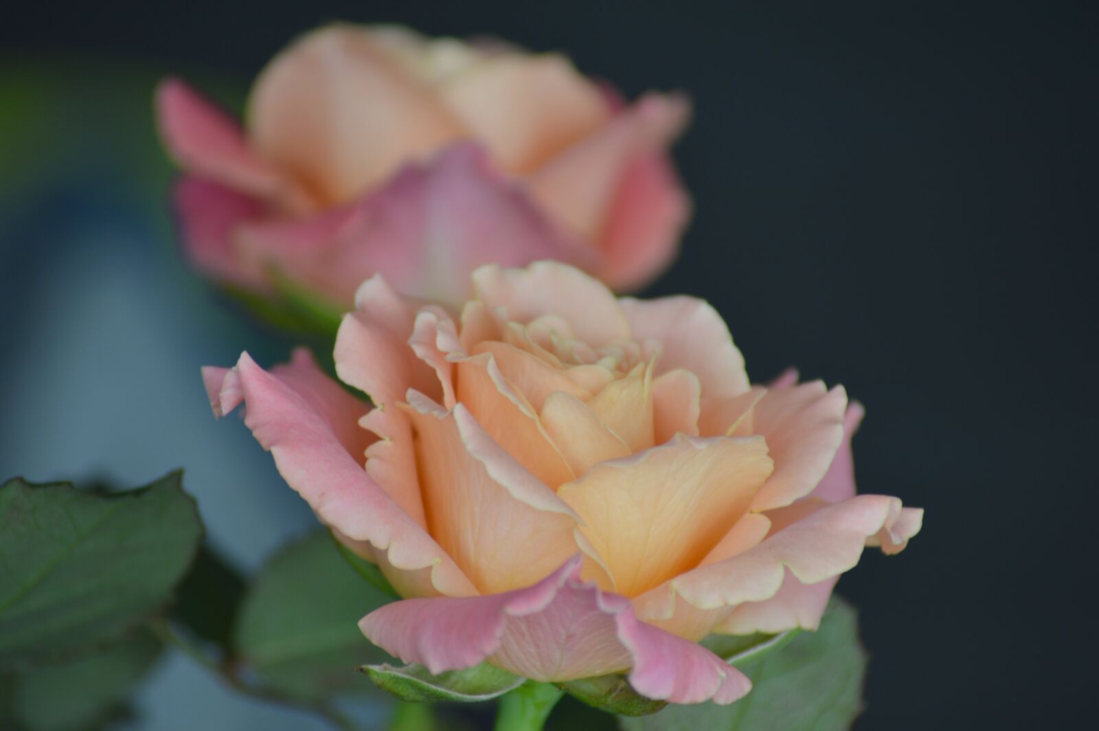 Nikon D3200 sample photo. Rose, flower, miss piggy photography