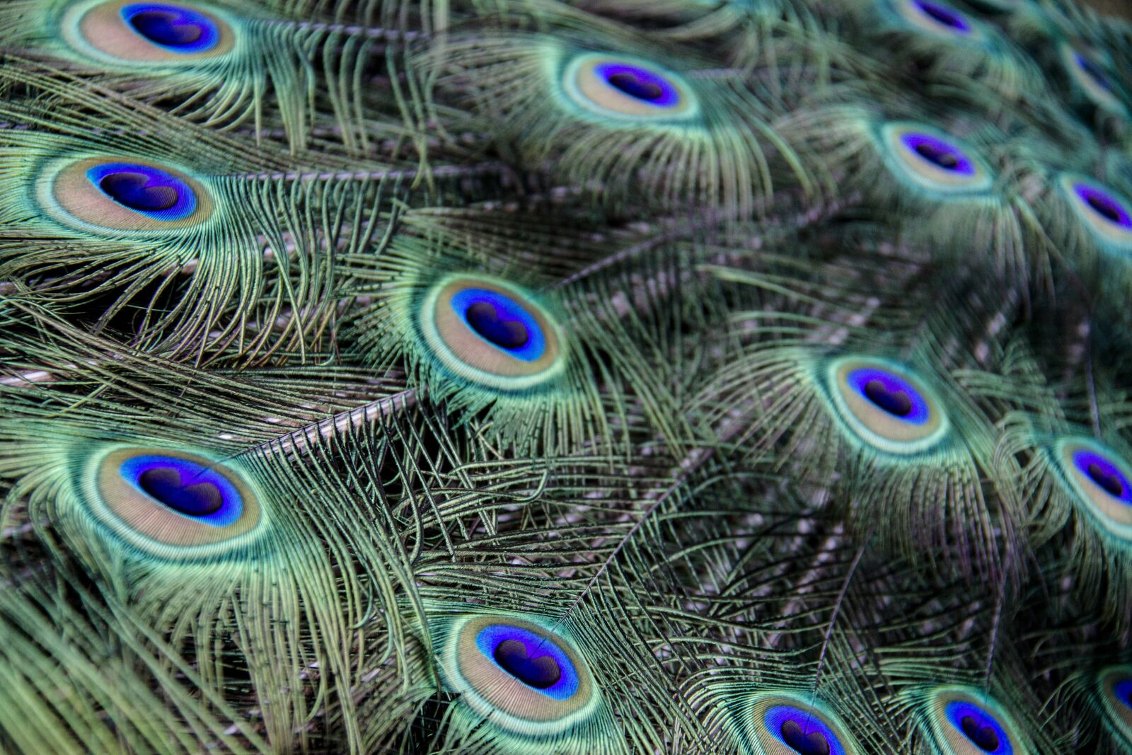 Canon EOS 7D sample photo. Plumage, peacock, feather photography