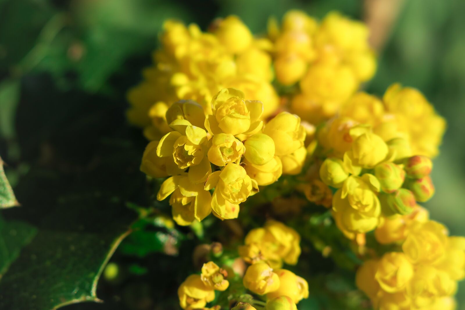 Canon PowerShot G3 X sample photo. Barberry, bush, blossom photography