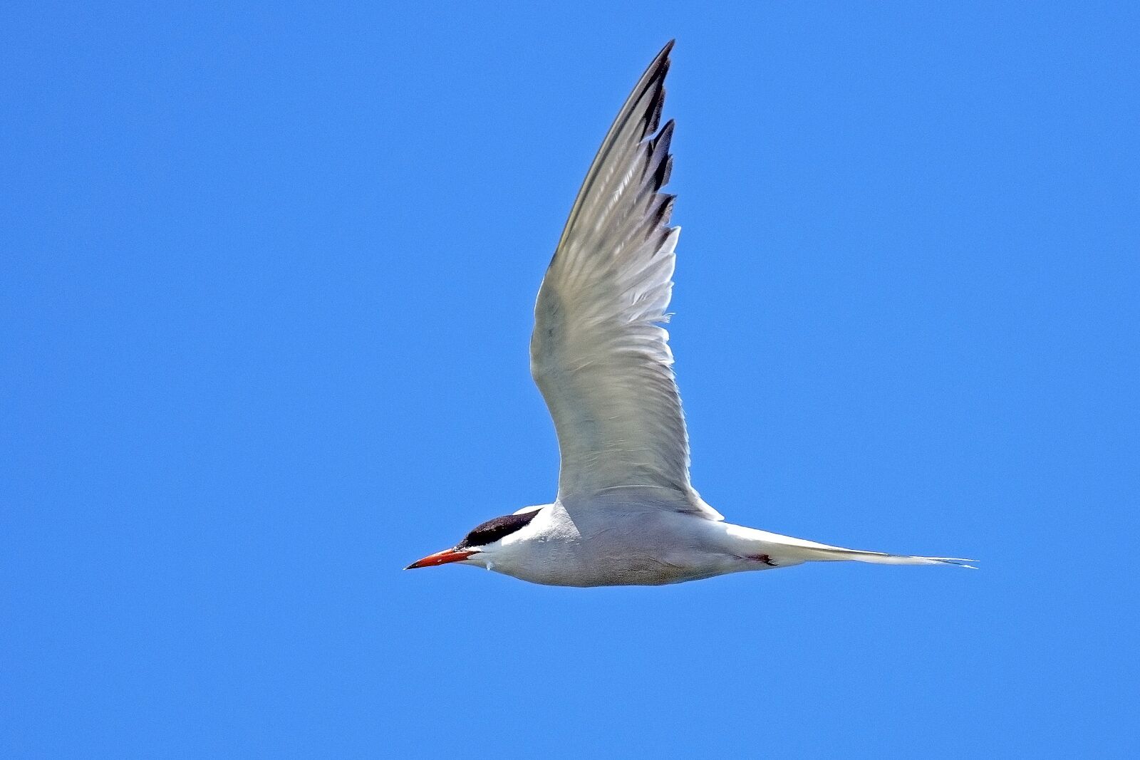 Nikon D500 sample photo. River tern, tern, birds photography