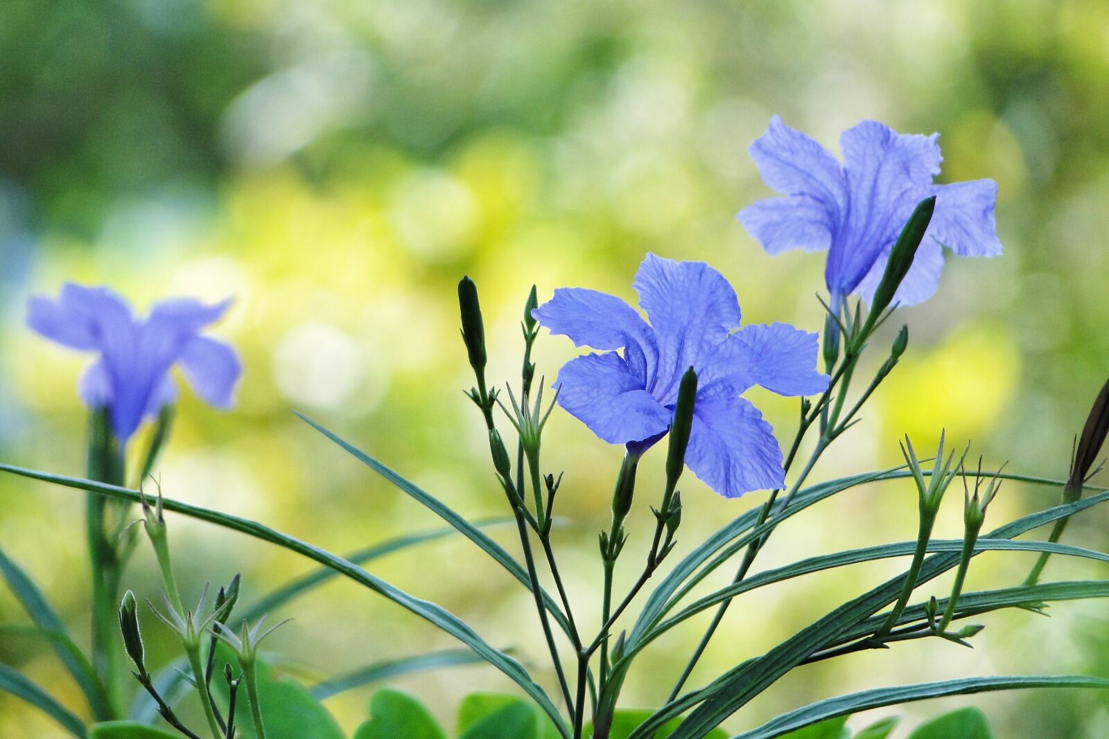 Sony Cyber-shot DSC-HX1 sample photo. Flower, cui lu li photography