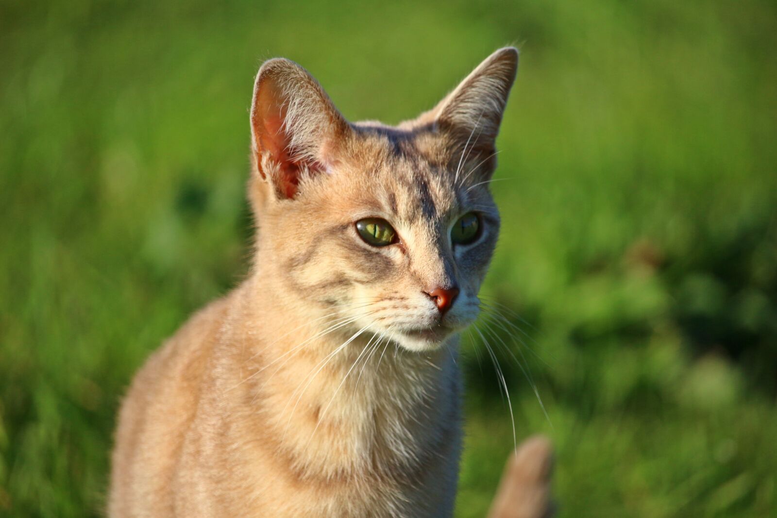 Canon EOS 100D (EOS Rebel SL1 / EOS Kiss X7) sample photo. Cat, kitten, breed cat photography