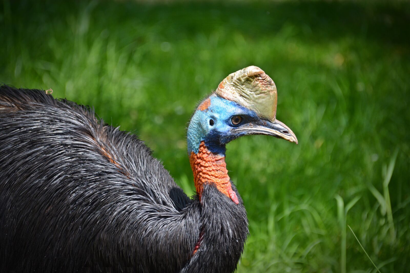Nikon D5200 sample photo. Rothalskasuar, cassowary, bird photography