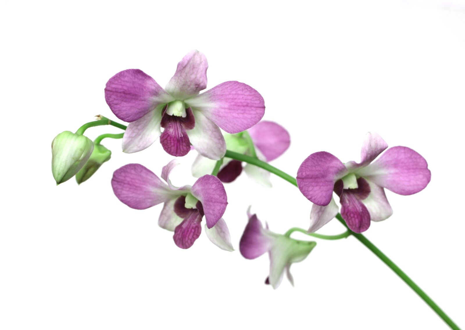 Canon EOS 1100D (EOS Rebel T3 / EOS Kiss X50) sample photo. Orchid, flower, flora photography
