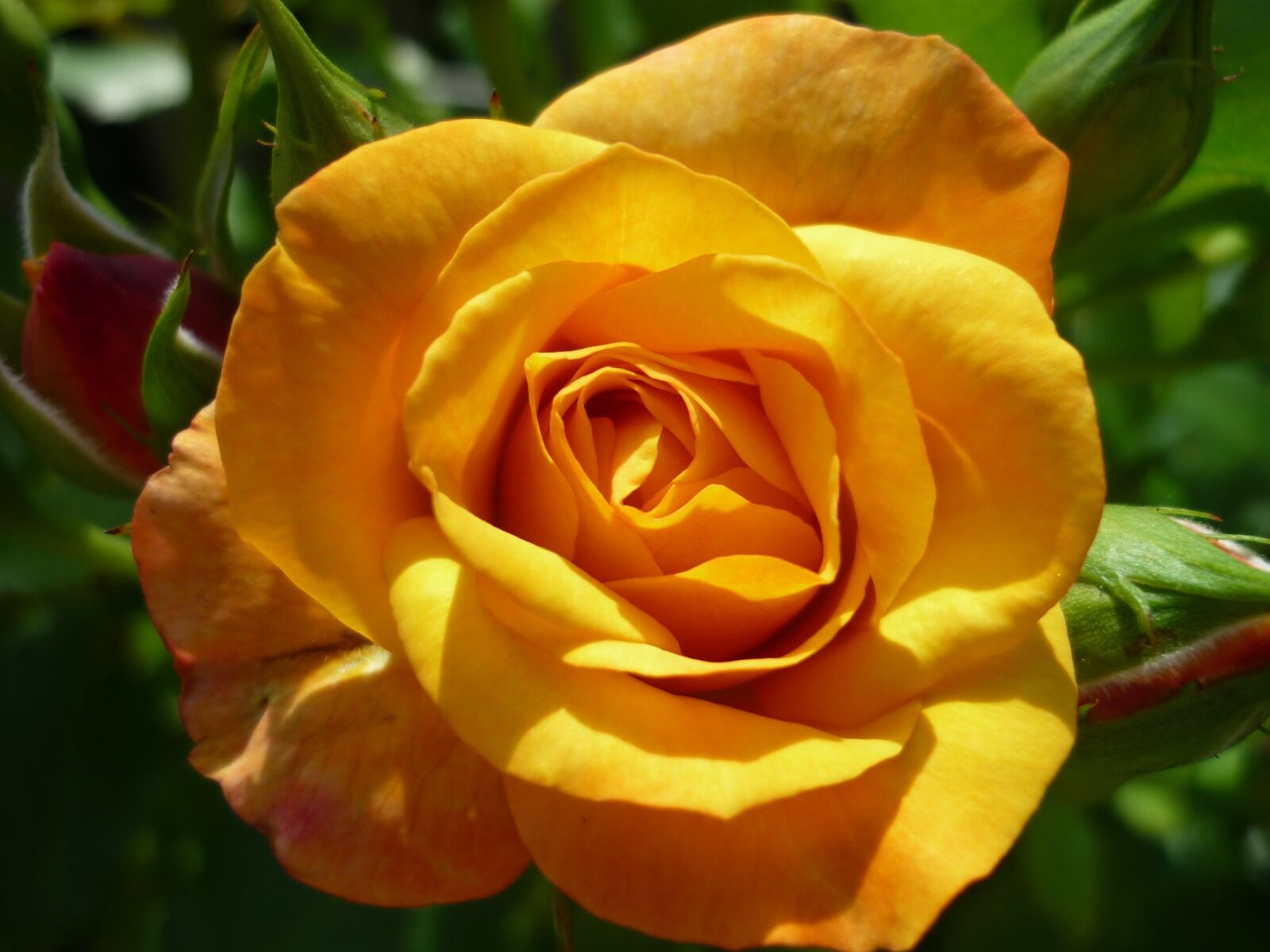 Panasonic Lumix DMC-FS6 sample photo. Rose, magnificent flower, popular photography