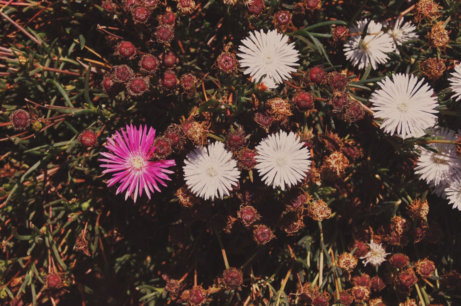Sony SLT-A33 sample photo. Flowers, white flowers, purple photography