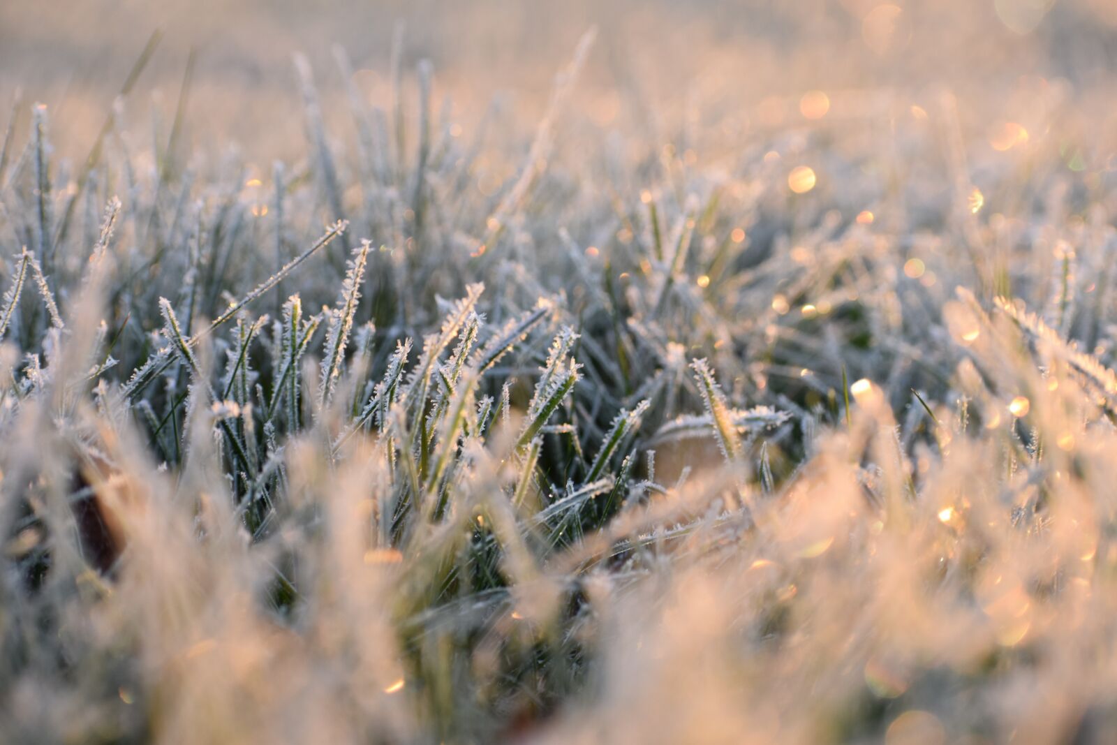 Nikon D3400 sample photo. Frost, winter, sunrise photography