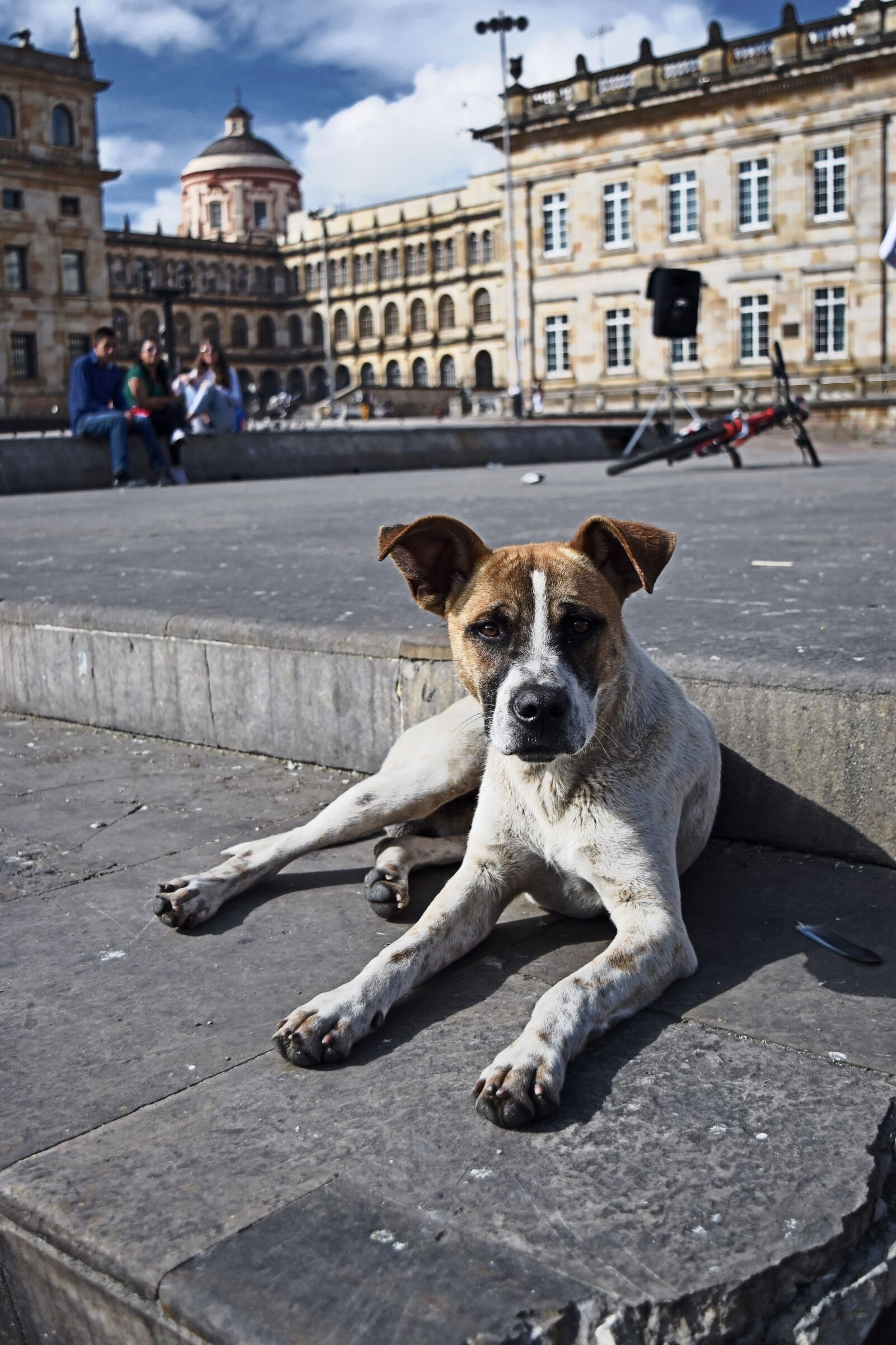 Nikon D3300 sample photo. Bogota, dog, colombia photography