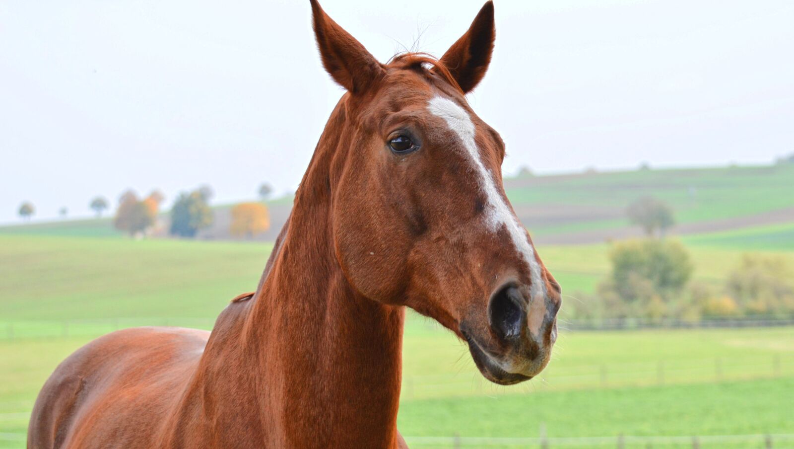Nikon D3200 sample photo. Horse, pferdeportrait, nature photography