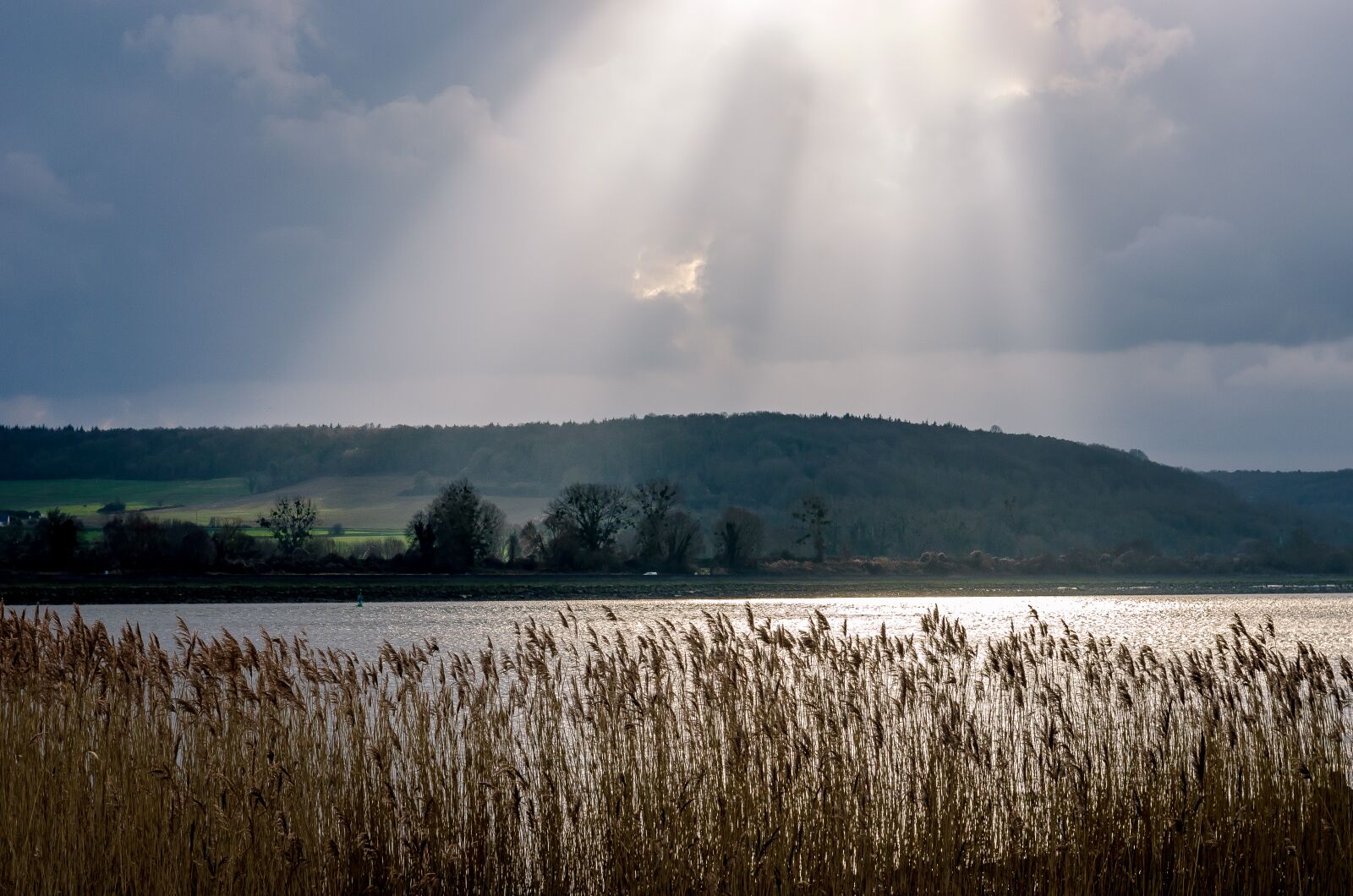Nikon D7000 sample photo. France, landscape, reed bed photography
