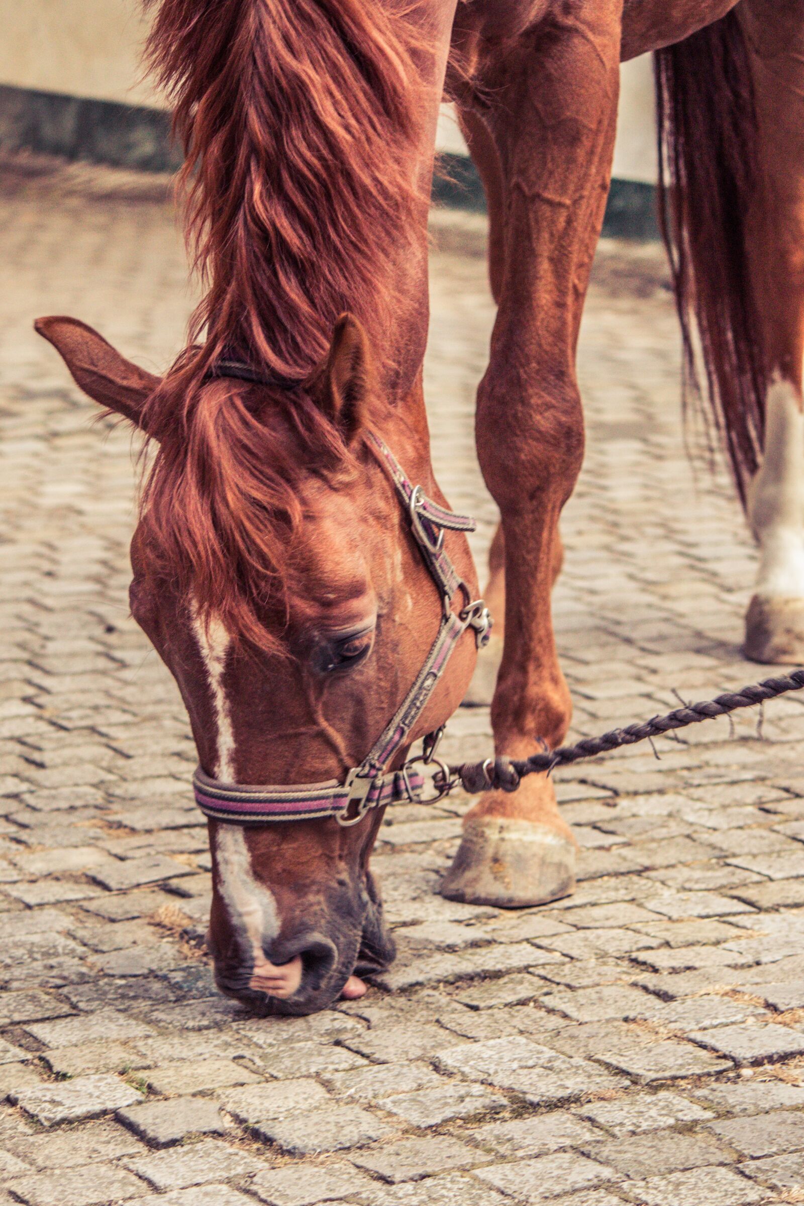 Canon EF-S 55-250mm F4-5.6 IS II sample photo. Horse, stone lick, halter photography