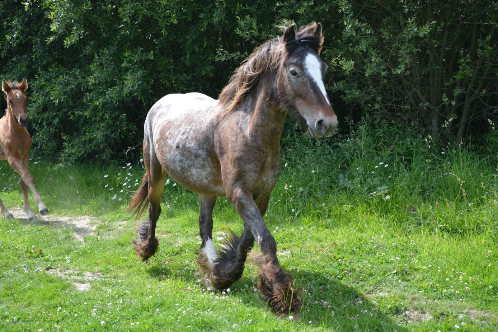 Nikon D5200 sample photo. Mare, broodmare horse, horse photography
