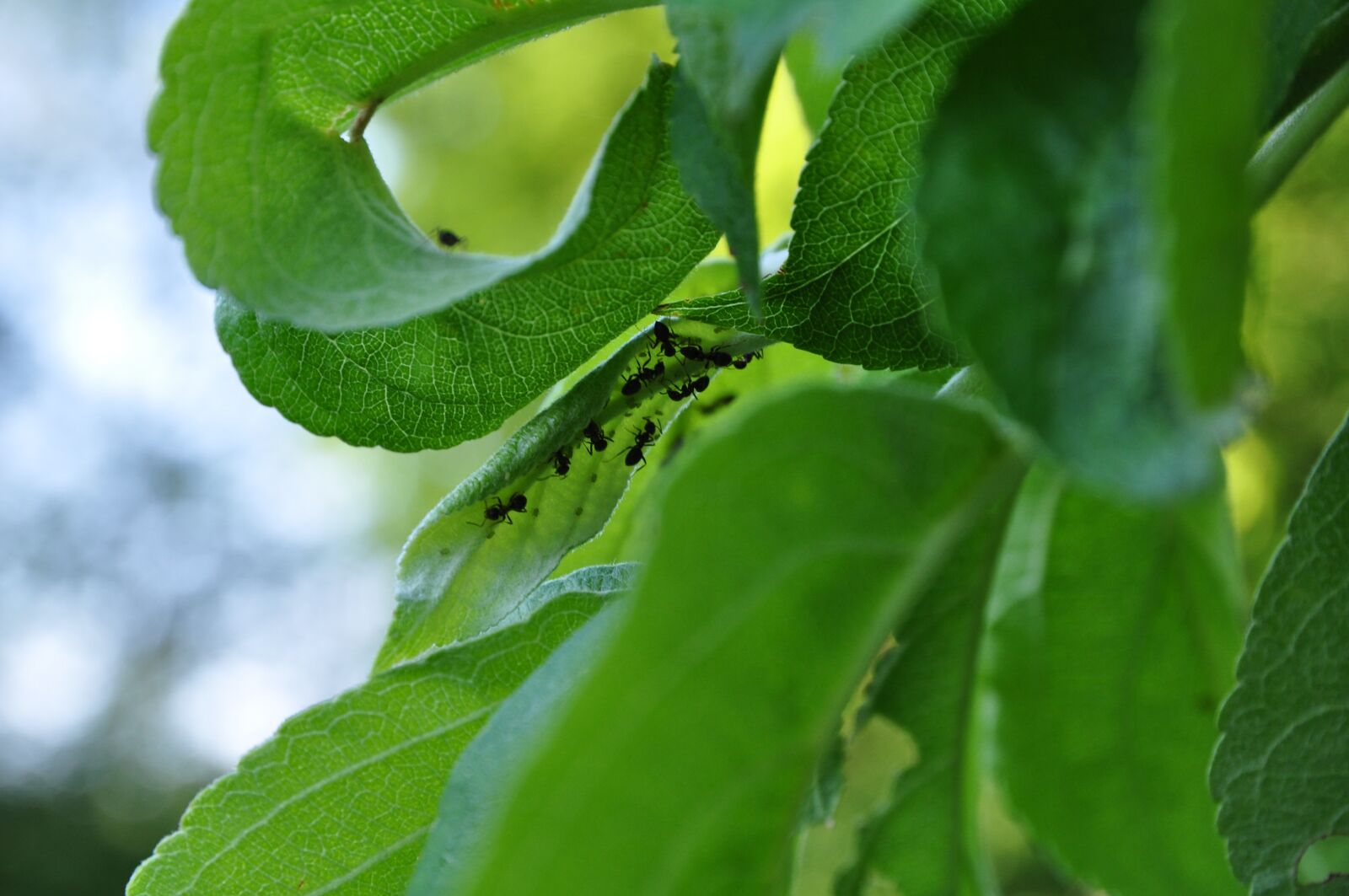 Nikon D90 sample photo. Green, ants, apple tree photography
