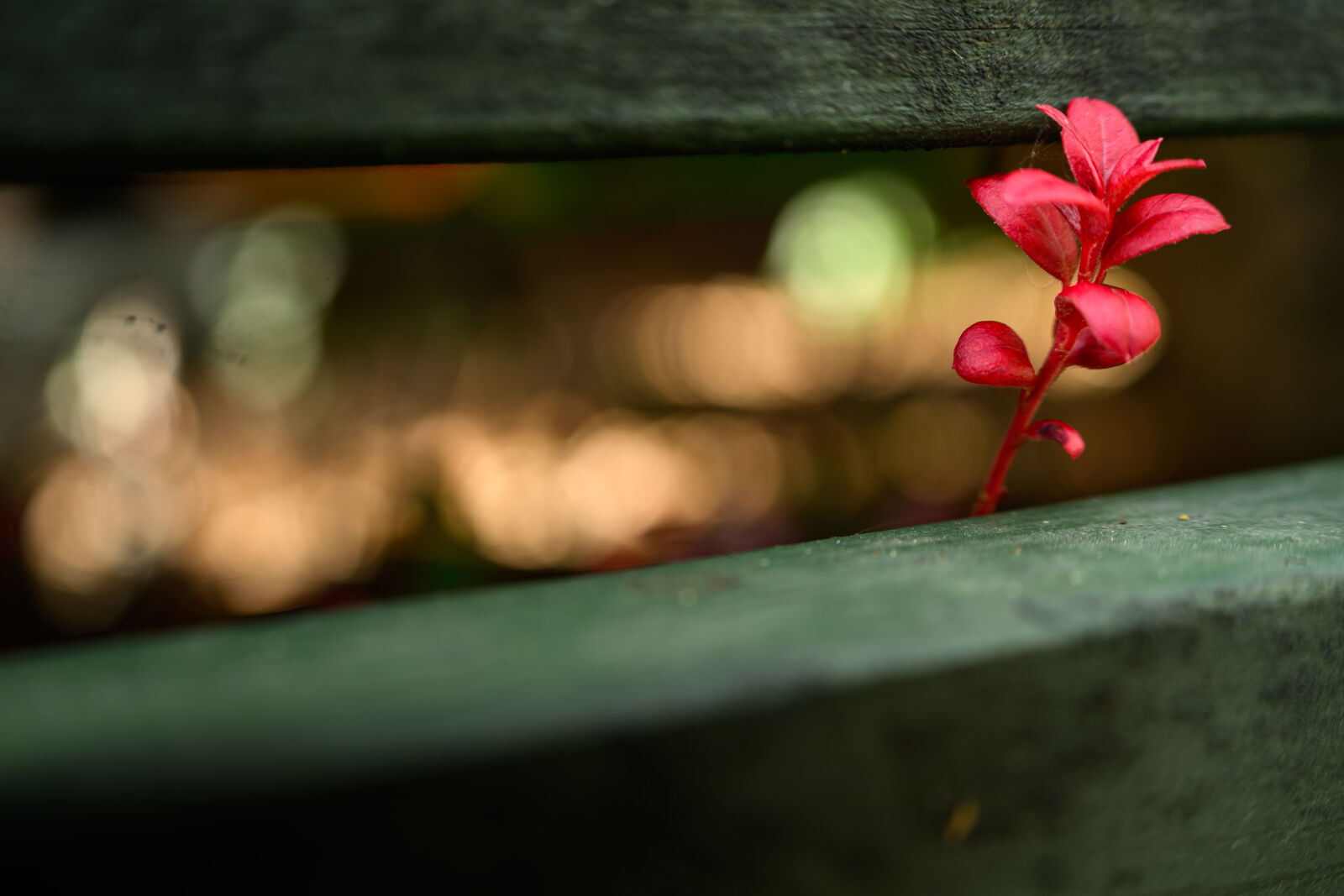 Nikon Z8 sample photo. Red plant photography