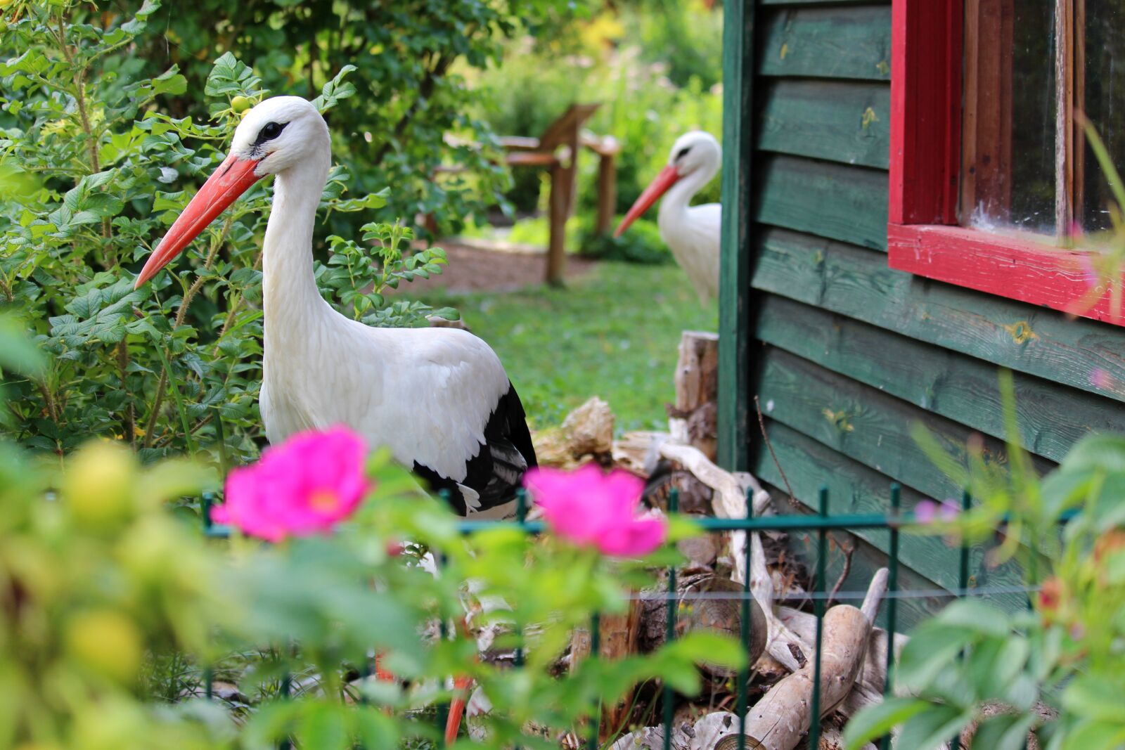 Canon EF-S 55-250mm F4-5.6 IS STM sample photo. Stork, rattle stork, bird photography