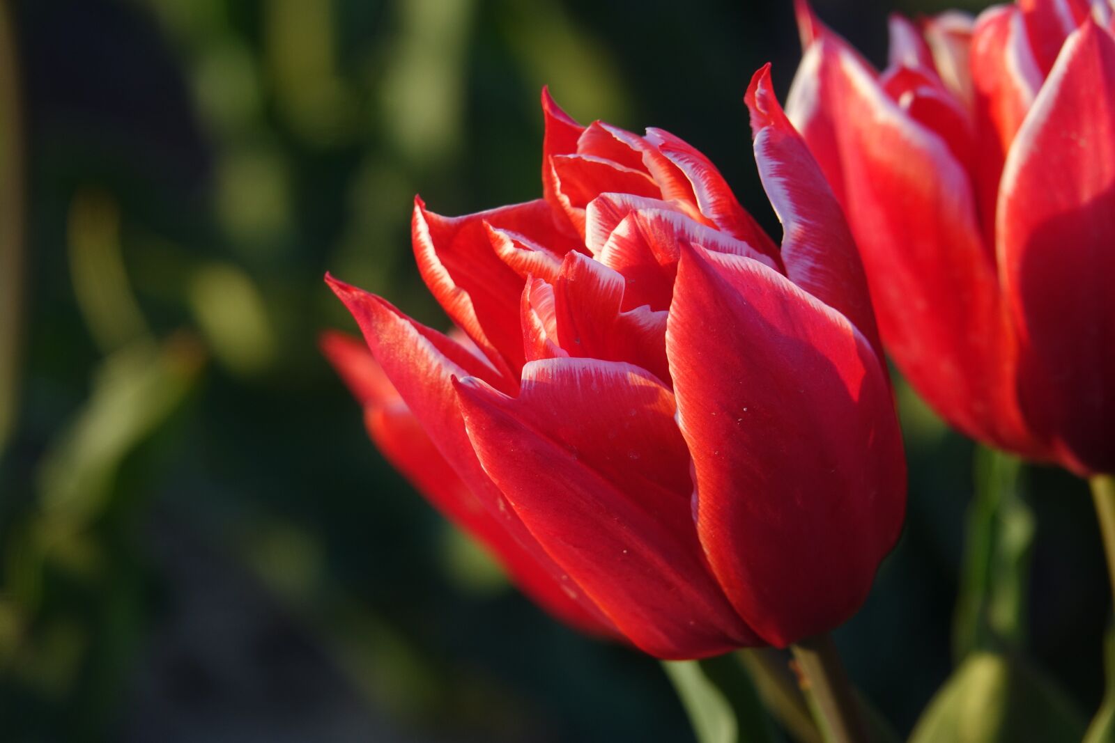 Sony Cyber-shot DSC-RX10 III sample photo. Tulips, tulip field, netherlands photography