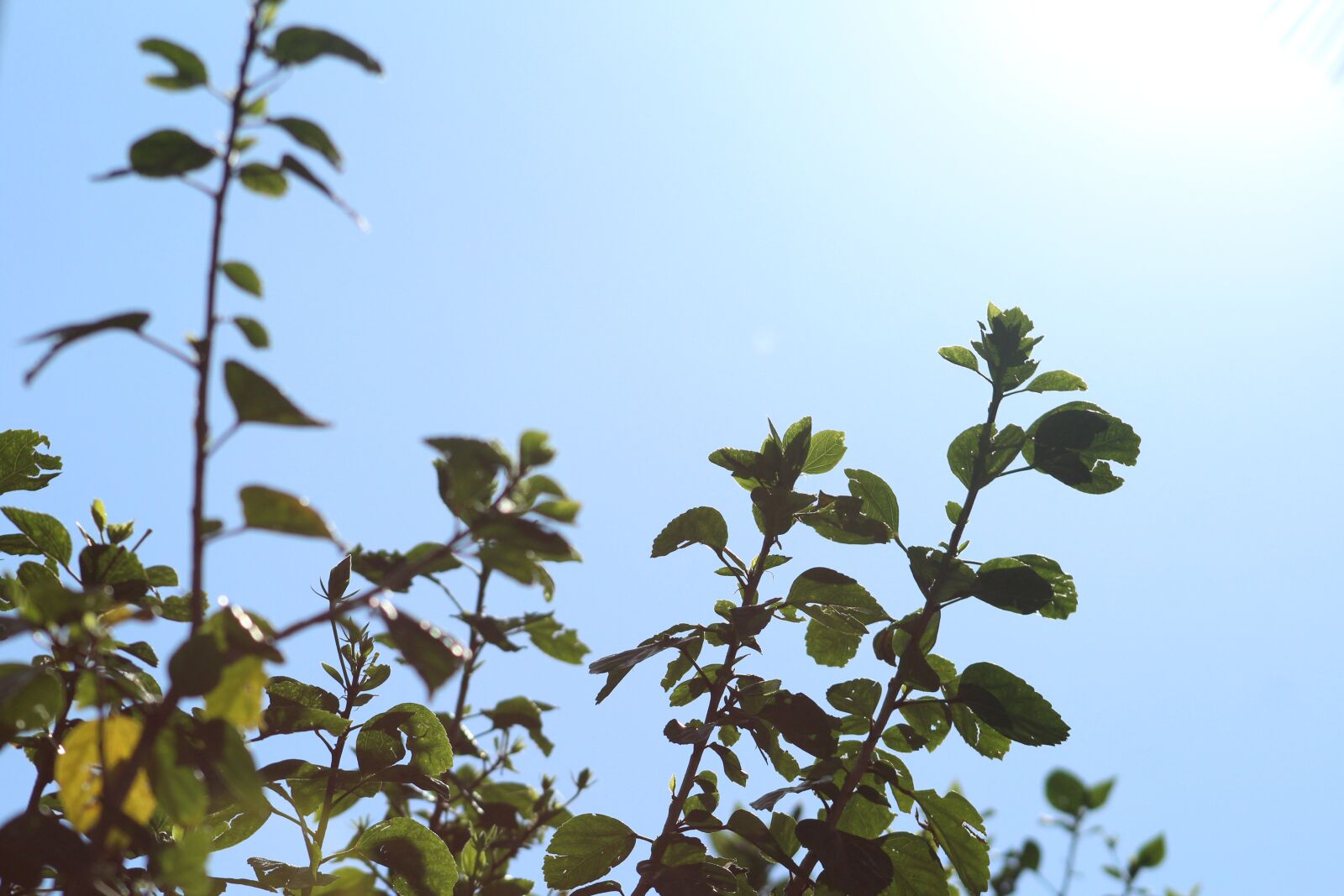 Canon EOS 1200D (EOS Rebel T5 / EOS Kiss X70 / EOS Hi) + EF75-300mm f/4-5.6 sample photo. Nature, sky, sun photography