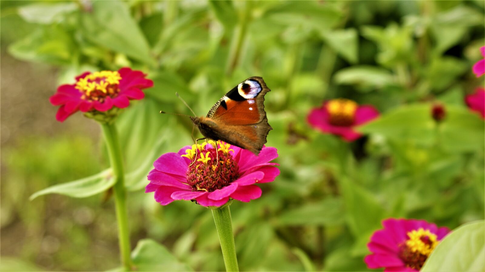 Sony Alpha DSLR-A350 sample photo. Zinnia, butterfly, peacock photography