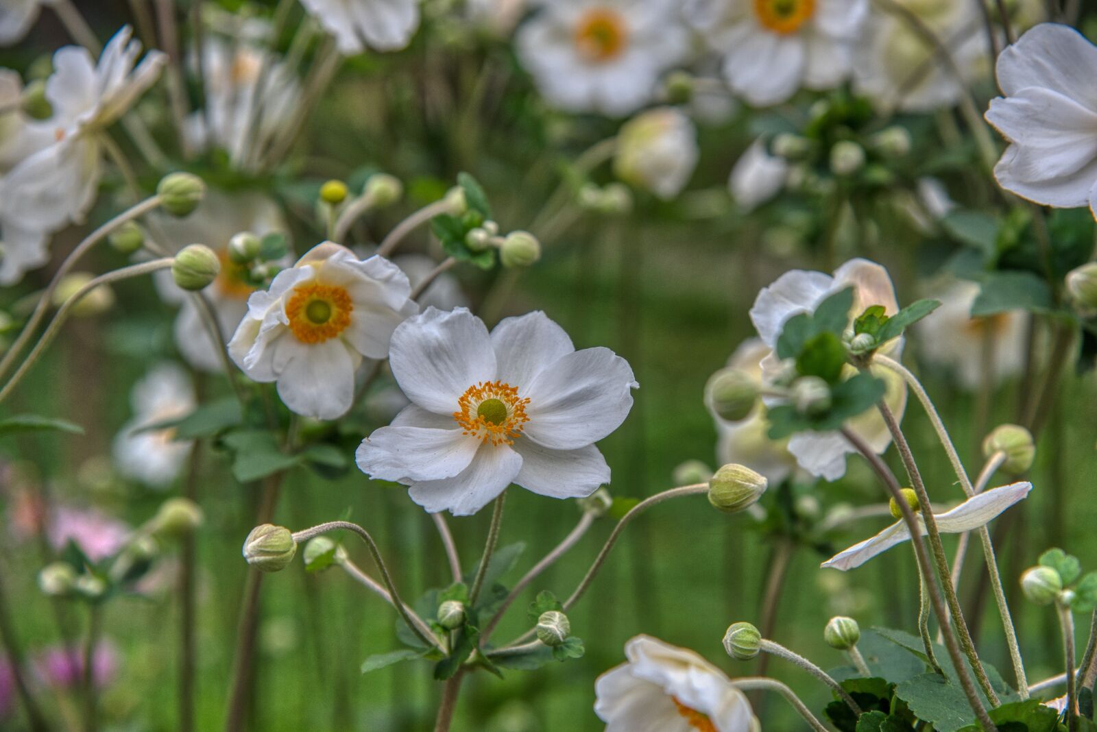 Nikon D750 sample photo. Anemone, fall anemone, anemone photography
