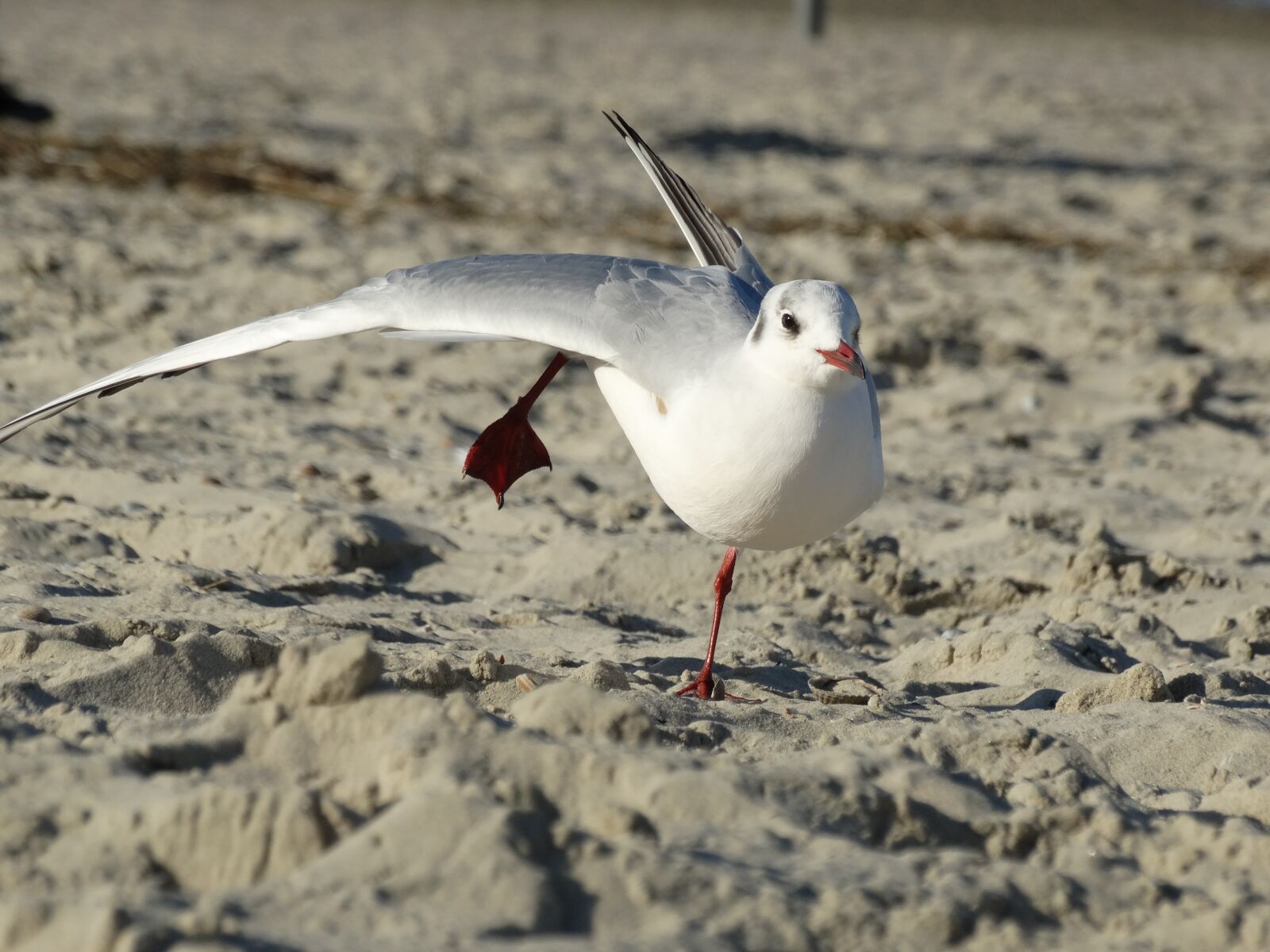 Sony Cyber-shot DSC-HX300 sample photo. Seagull, gull, wing photography