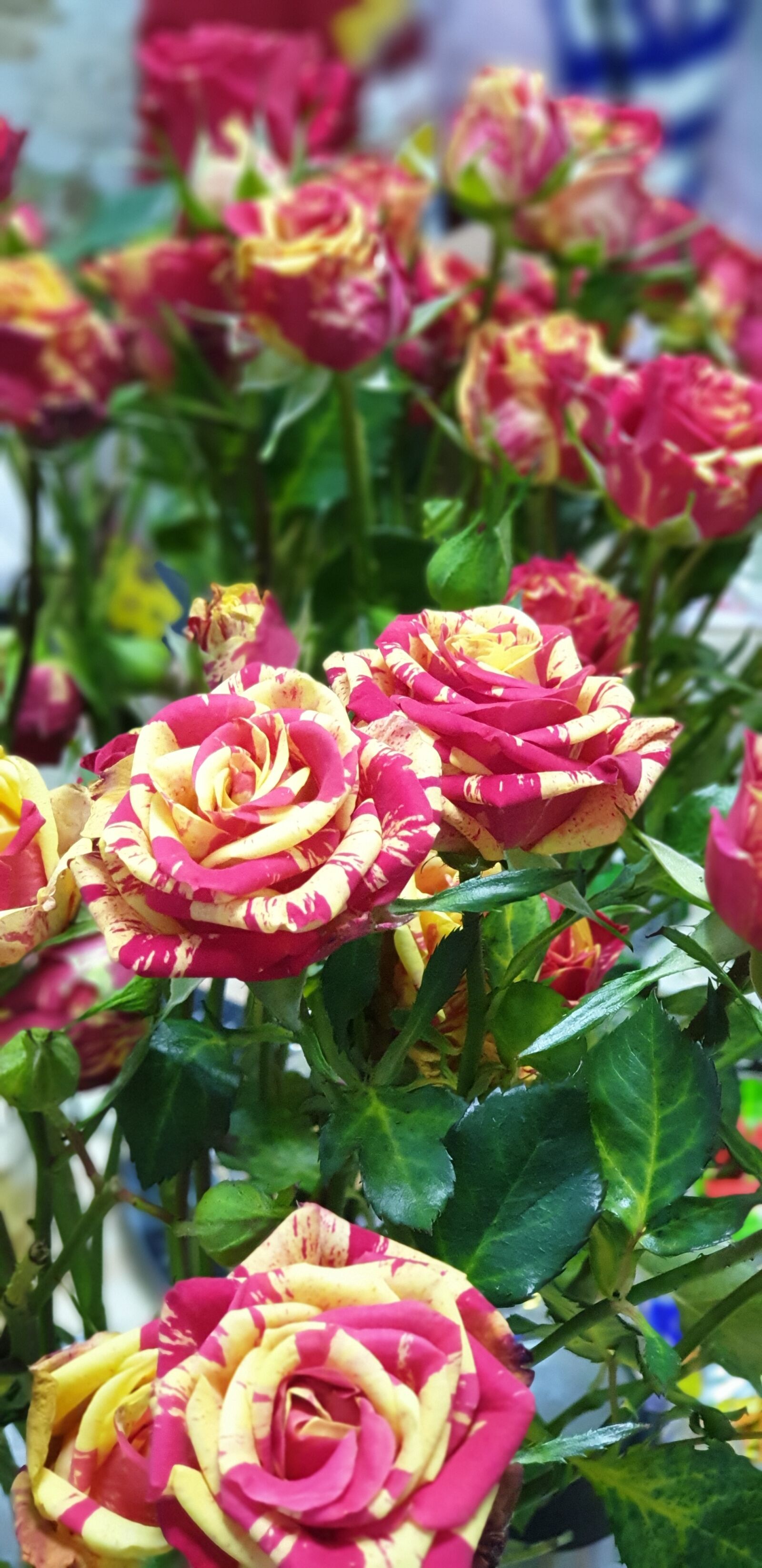 Samsung Galaxy Note9 sample photo. Rose, flower, pink photography