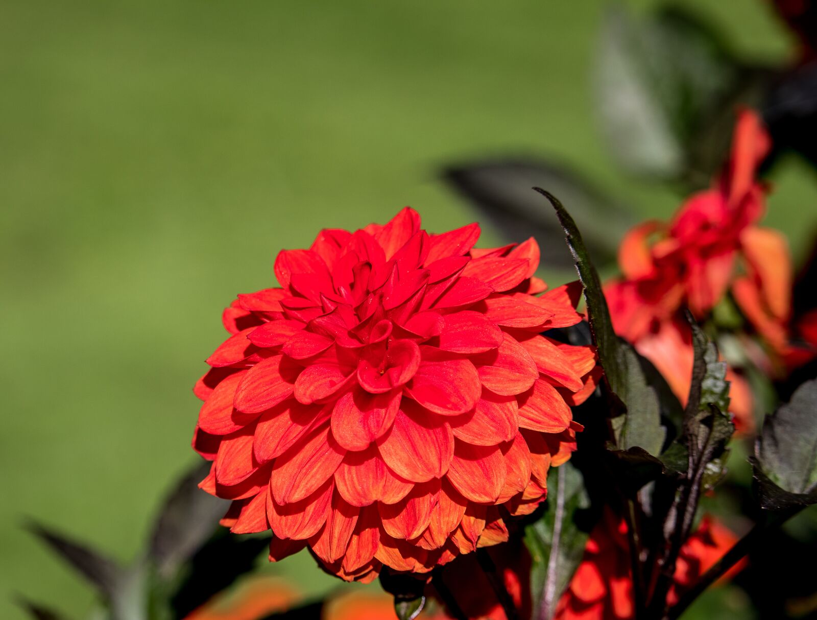Canon EF-S 55-250mm F4-5.6 IS STM sample photo. Dahlia, blossom, bloom photography
