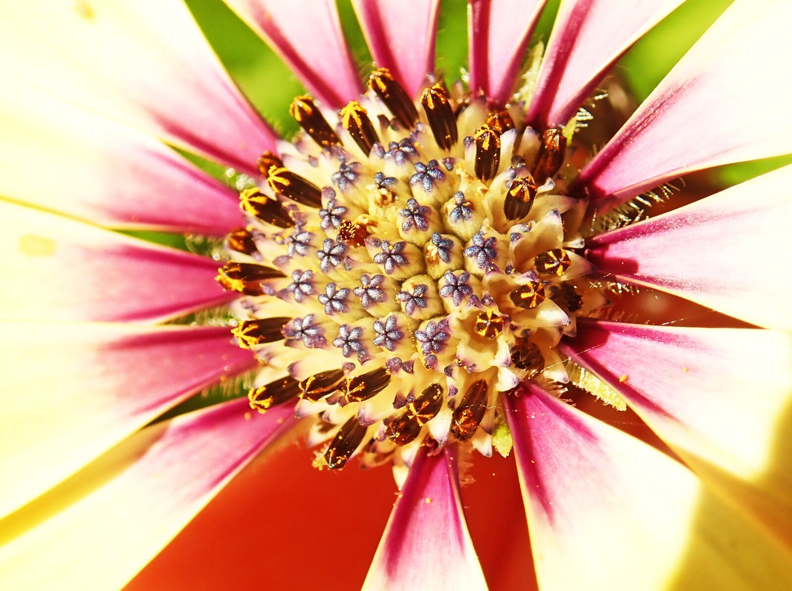 Olympus TG-5 sample photo. Flower, daisy, stamens photography