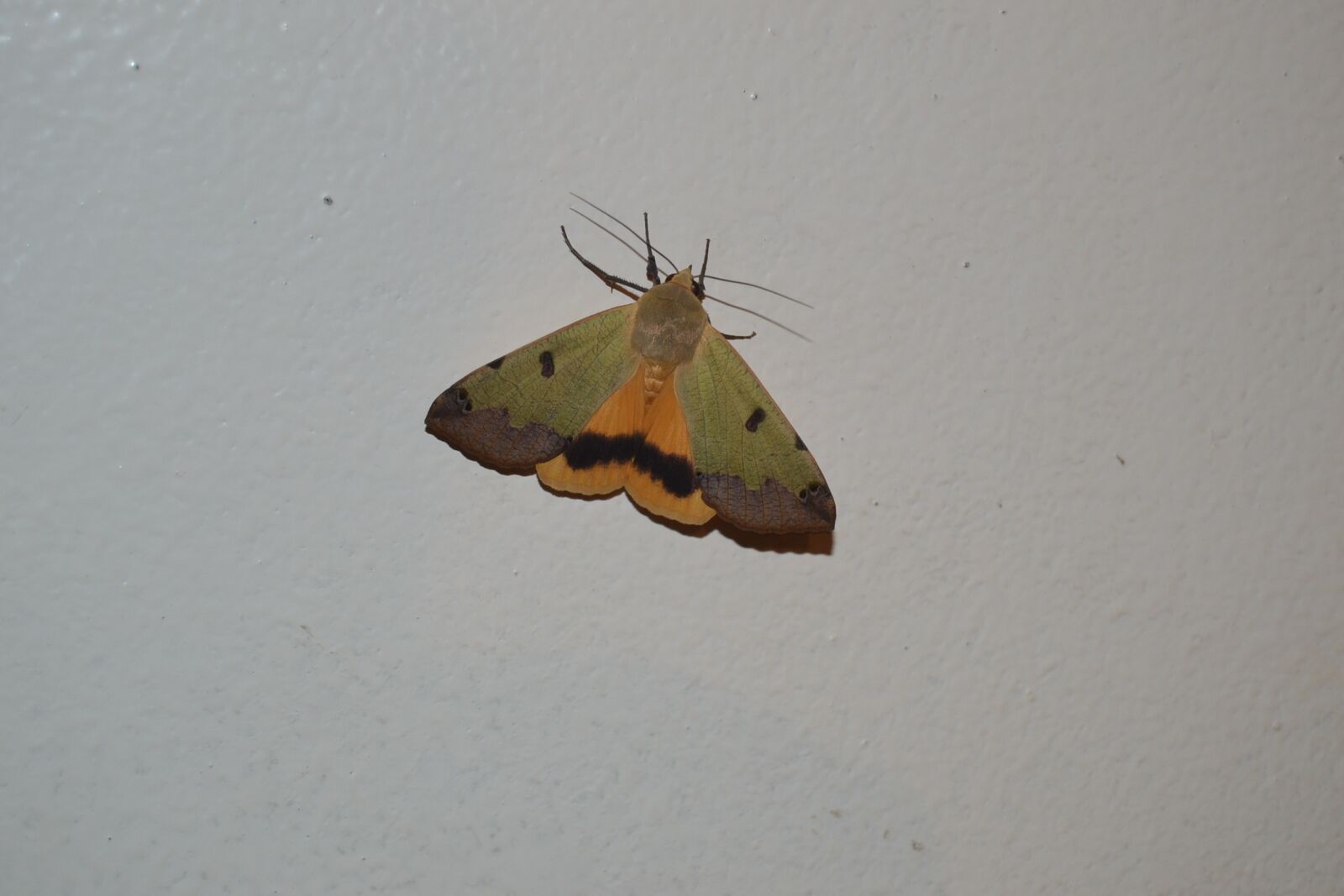 Nikon D3100 sample photo. Butterfly night, yellow, brown photography
