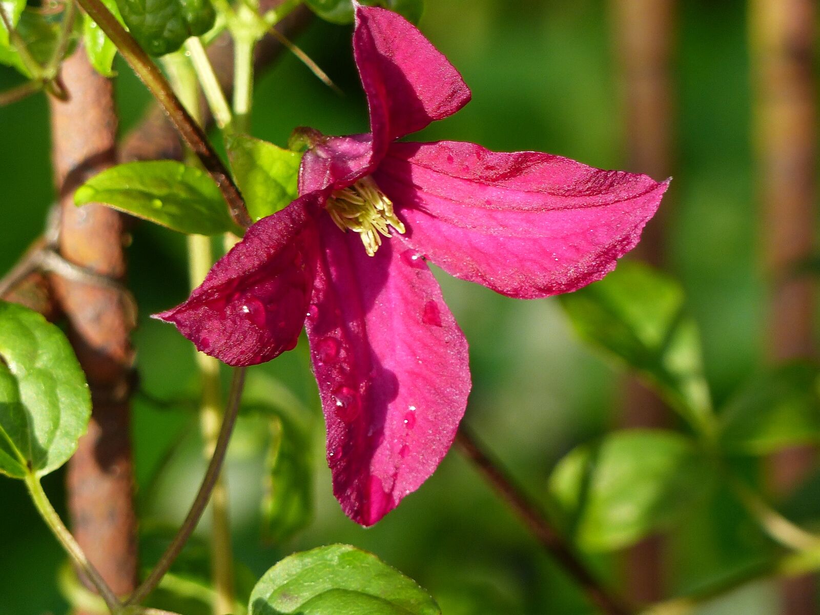 Panasonic Lumix DMC-FZ200 sample photo. Clematis, flower, red photography