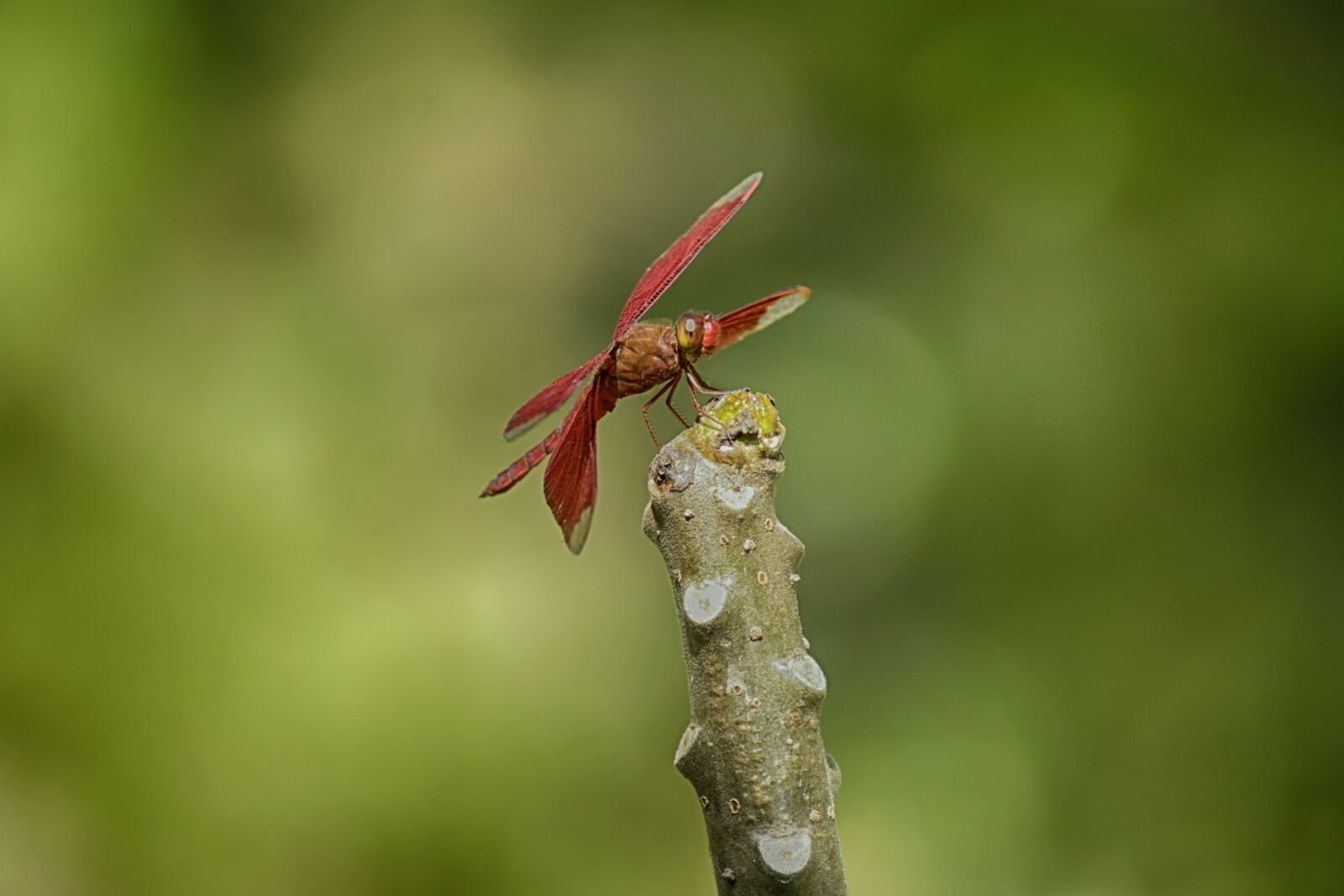 Canon EOS 7D sample photo. Dragonfly, nature, animals photography