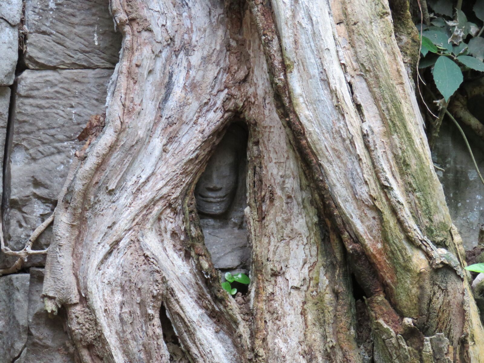 Canon PowerShot SX60 HS sample photo. Temple, tree, cambodia photography