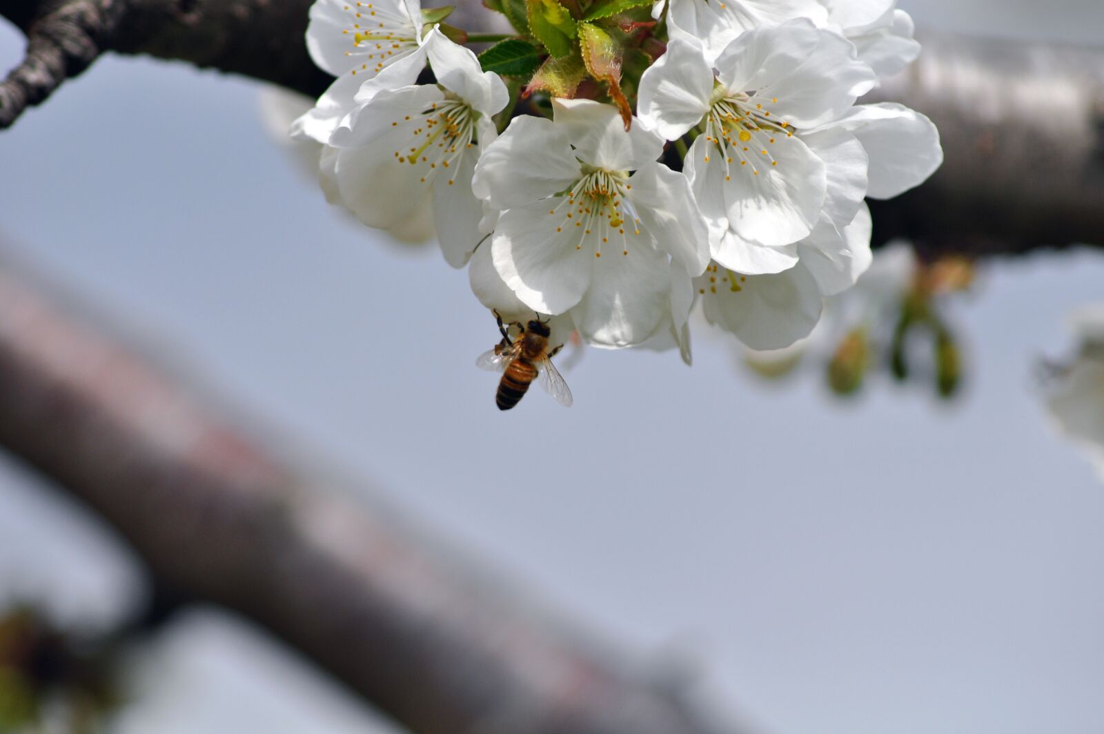 Nikon D5000 sample photo. Cherry, bee, flower photography