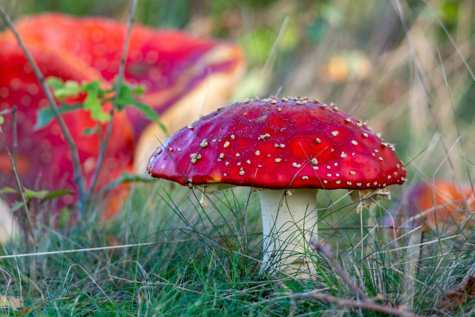 Nikon D500 sample photo. Mushroom, fly agaric, toxic photography