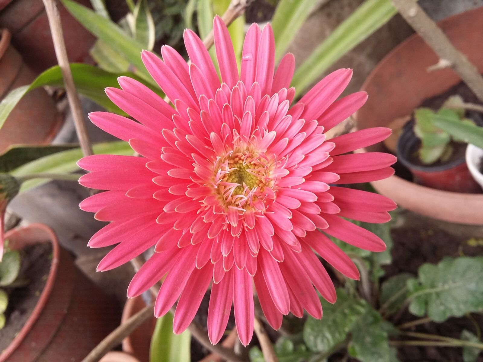 Samsung Galaxy A3 sample photo. Flower, pink, garden photography