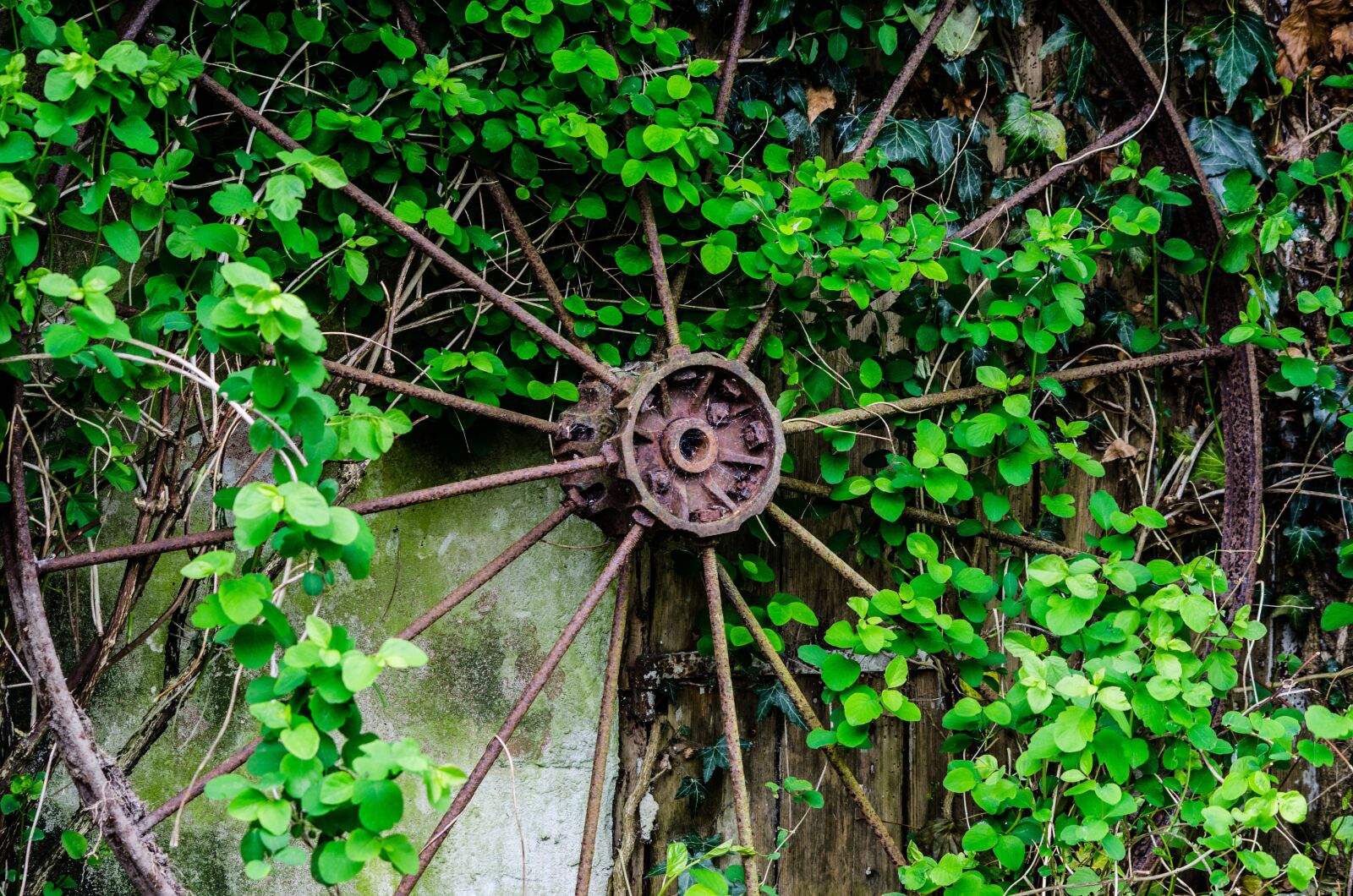 Nikon D7000 sample photo. Leaf, wheel, rust photography