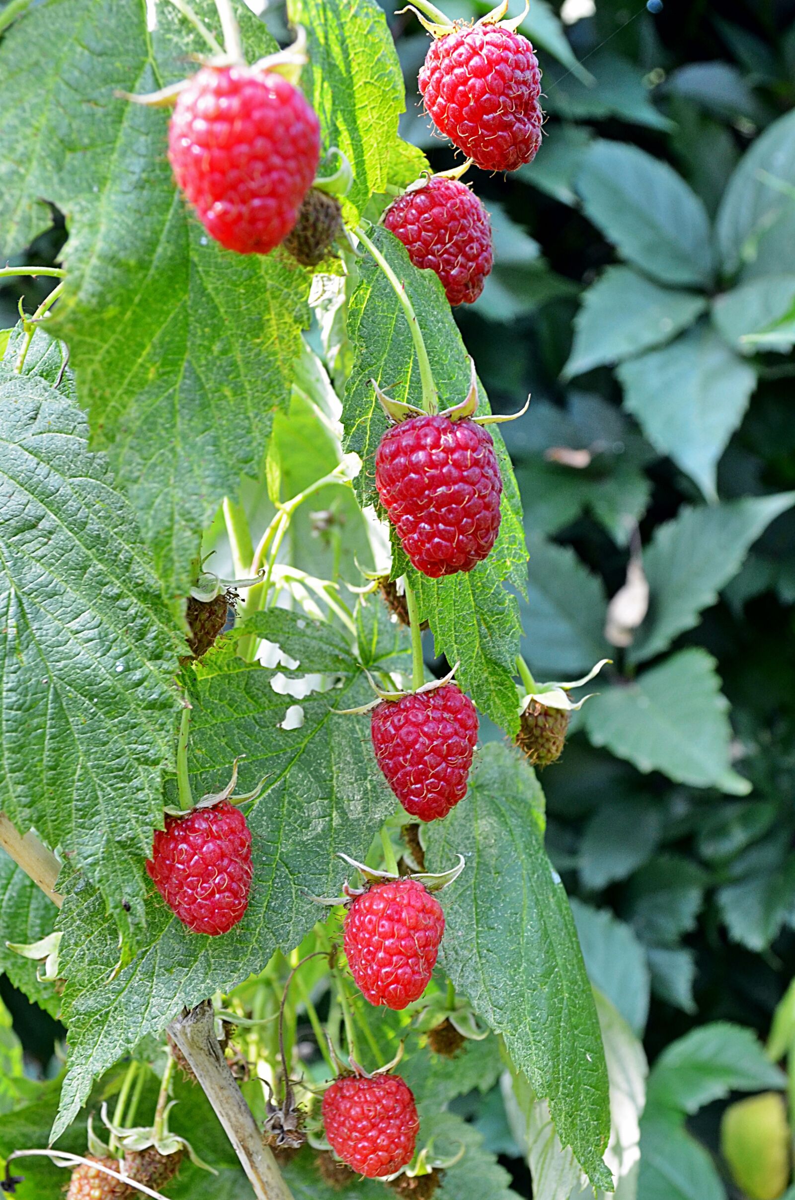 Nikon D5100 sample photo. Malina, raspberries, fruit photography