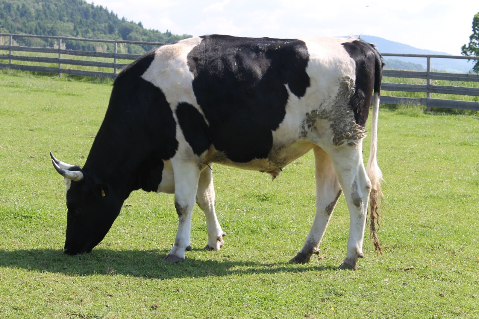 Canon EOS 1100D (EOS Rebel T3 / EOS Kiss X50) sample photo. Good aiderbichl, animals, cow photography