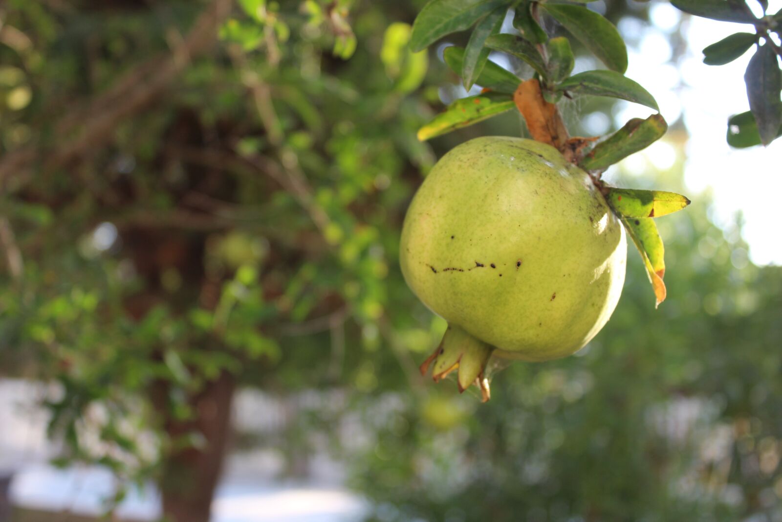 Canon EOS 1200D (EOS Rebel T5 / EOS Kiss X70 / EOS Hi) sample photo. Pomegranate, tree, plant photography